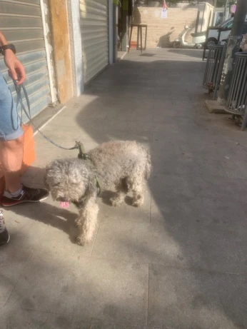 Chien a vendre