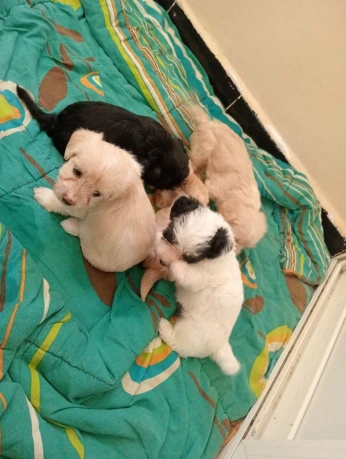 Caniche chiot