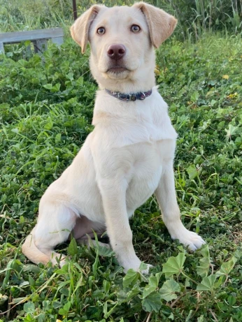 Femelle labrador haja top
