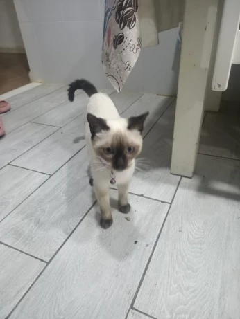 Chatte vaccinée