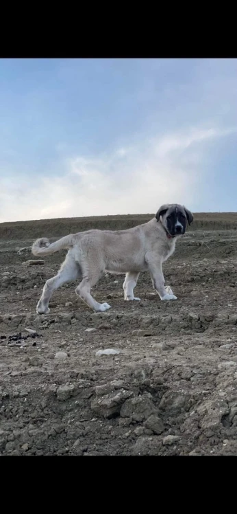 Femelle Kangal 2 ans كانغال