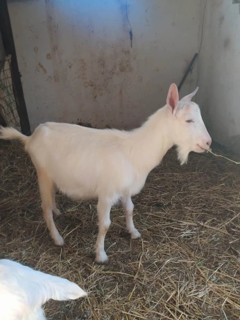 Chèvre