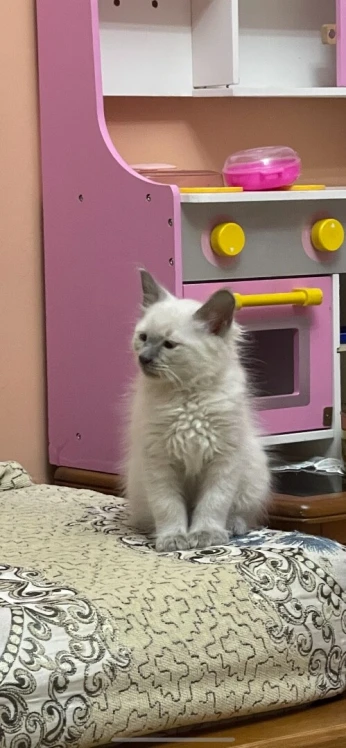 Seamoi قطط سيامو