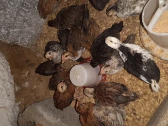 Vente de poule pondeuses