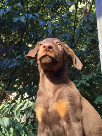 Chiots doberman américain / chien