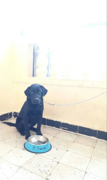 Labrador