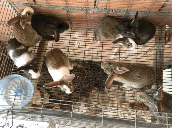 Lapins demie géant