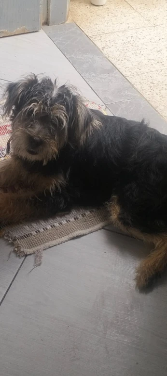Chien caniche