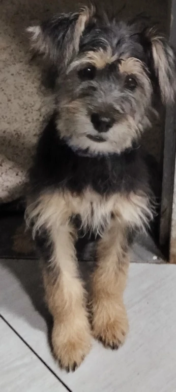 Chiot caniche