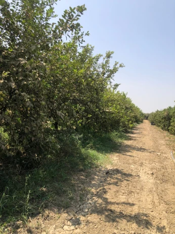 Vente Terrain Blida Larbaa