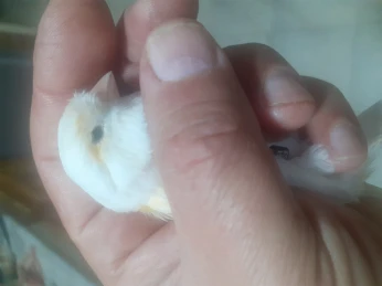 Canari femelle mosaîques wajda