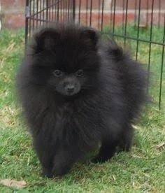 Chiot Spitz nain pomeranian