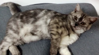 Chat British shorthair 