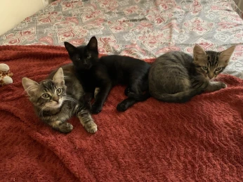 DONNE 3 CHATONS DE 2 MOIS PROPRE ET SEVRÉ