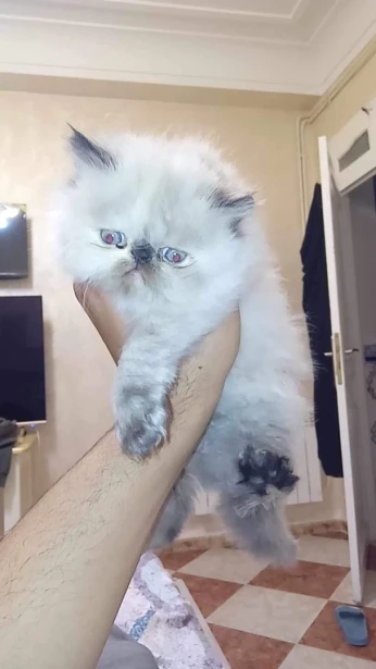Chat persan