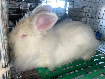 Lapins géant et demi géant
