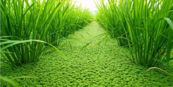 Azolla. أزولا