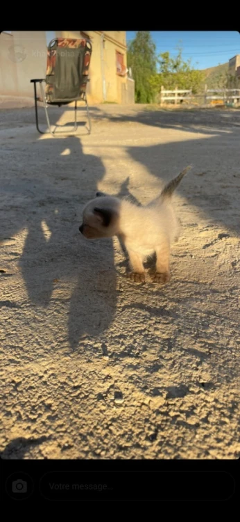 Chat siamois véritable