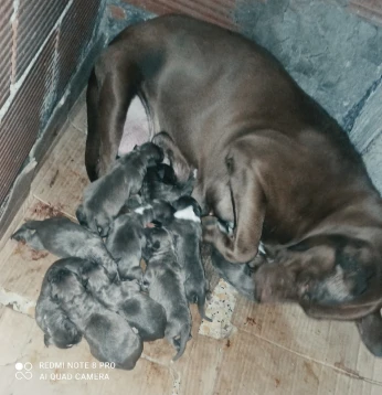 Chien Pitbull RedNose