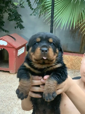 Chiens Rottweiler