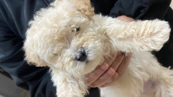 Bichon maltais caniche