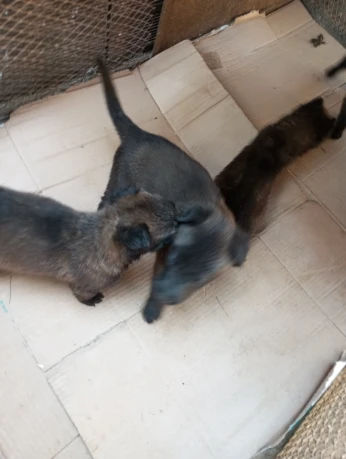 Chiot malinois
