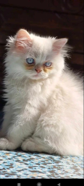 Chaton