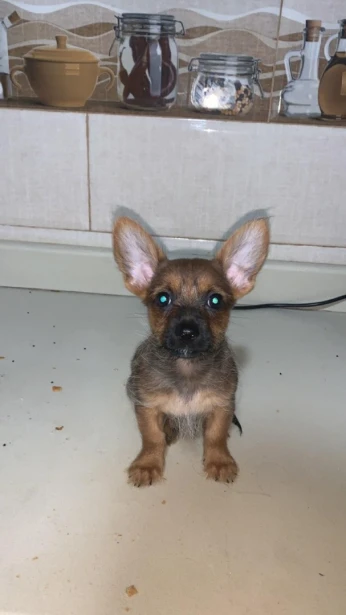 Chien chiwawa de 3 mois