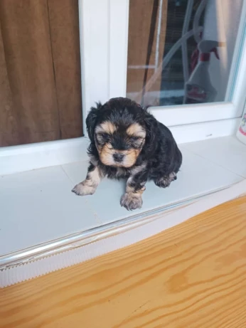 Chien bichon