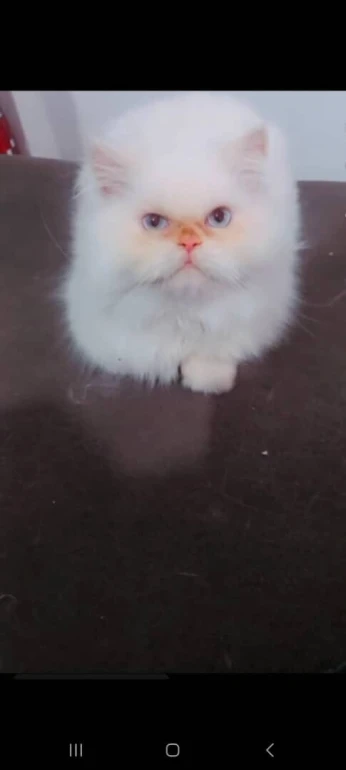 قط شيرازي Chat Persan Peky Face