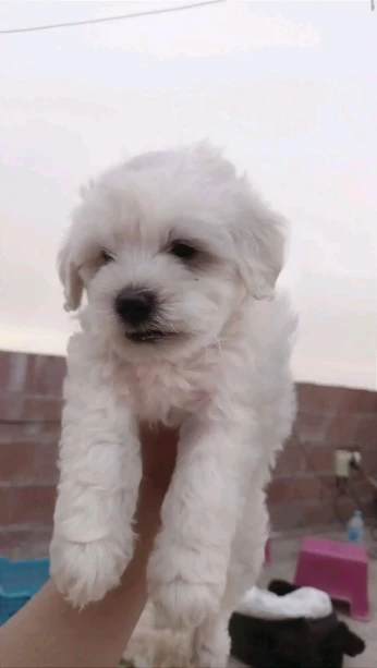 Chiot bichon maltais pure race