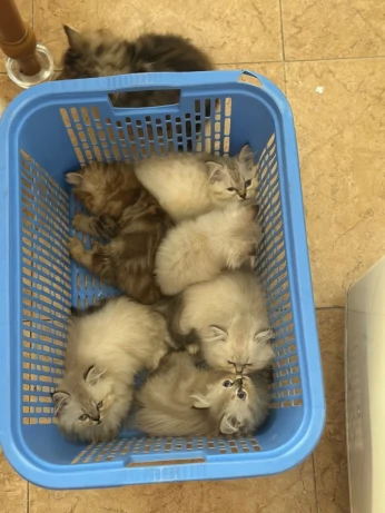 Persan chaton