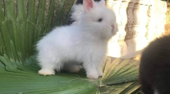 Lapins nains teddy angora pure race importée