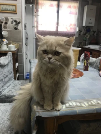 Chat persan