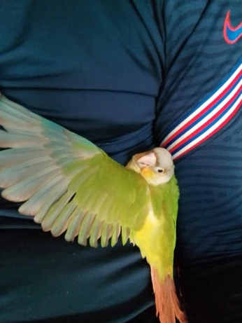 Perroquet 100% apprivoisé