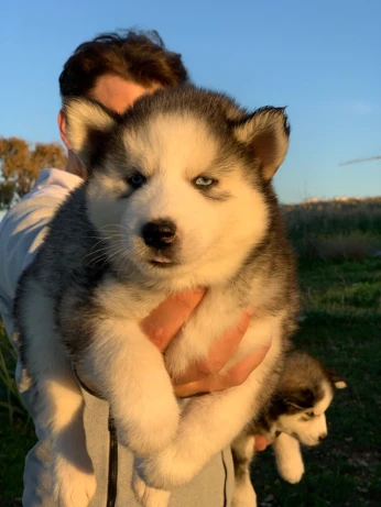 Husky royal 