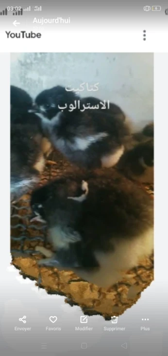 بيع فلالس عرب