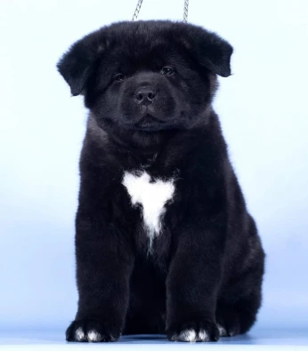 Chiots Akita américain