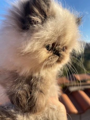 Chat persan femelle