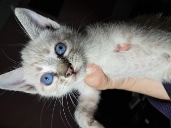 Chat demi siamois yeux bleu