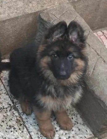 chiot berger allemand pedigree
