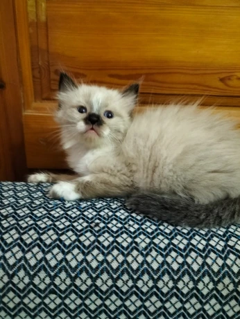 Chat ragdoll