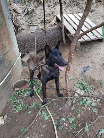 Bergie malinois