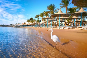 EGYPTE /SHARM SHEIKH 10JOURS HOTELS AU CHOIX شرم الشيخ مصر 10 ايام