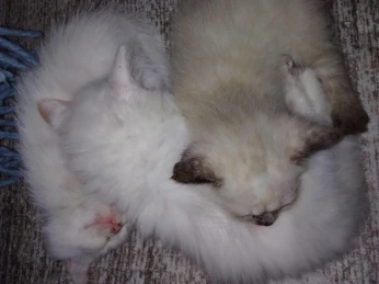 Chatons himalayenne