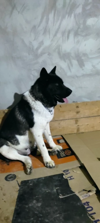Couple Akita américain