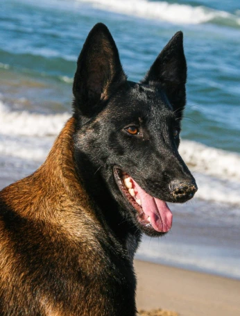 Berger belge malinois