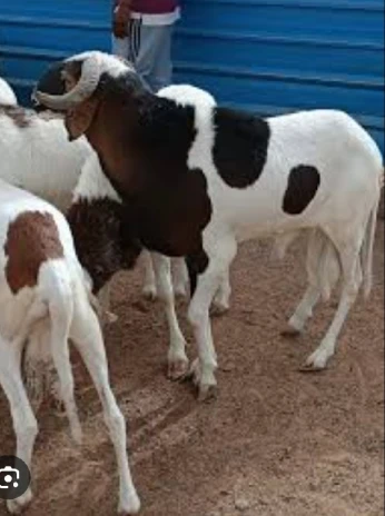 جرفان العيد Mouton pour l'aid