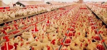 alimentaires de poulet de chaire