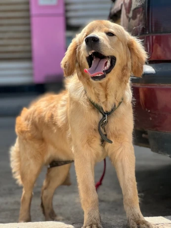 Golden retriever